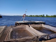 Молодь рыб была выращена на базе одного из крупнейших рыбоводческих хозяйств России